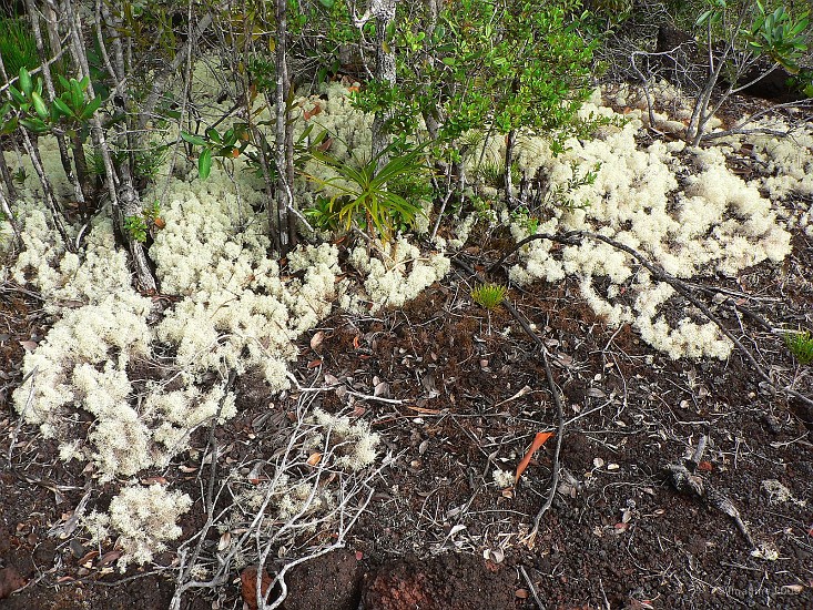 67- Le lichen blanc tapisse le sol.JPG